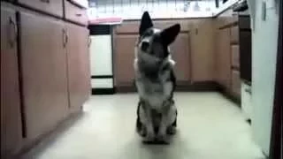 Funny Dogs | Funny Dog Videos | Funny Clever Dog Videos Compilation 2015