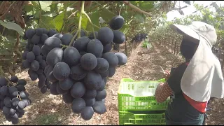 Labores de recolección de uva Agrokasa Ica