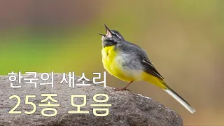 한국의 새소리 25종 모음(되지빠귀,팔색조,밀화부리,휘파람새,멧비둘기,흰눈썹황금새,두견이,개개비,노랑할미새...) Singing birds