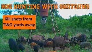 Hog Hunting With Shotguns- Wild Hogs At Two yards