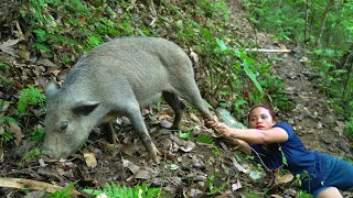 Ferocious wild boar attacks people.? Wild boar traps, stream fish hunting skills and survival alone