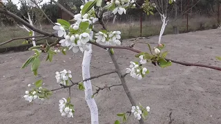 Co zrobić gdy drzewko owocowe kwitnie a nie zawiązuje owoców. What to do when the tree has no fruit.