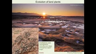 Evolution of Land Plants