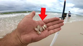 Using Live Sand Fleas For Fishing the Surf
