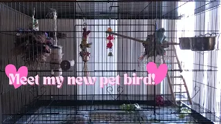 Getting my first pet bird⋆.ೃ࿔*:･