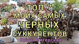 Топ 7 моих самых черных суккулентов