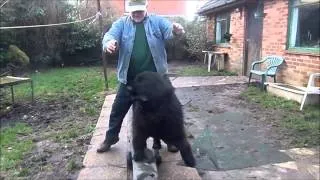 Berkeley and Blue Newfoundland dog tricks movie