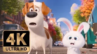 The Secret Life of Pets (2016) - Max and Snowball Join Forces (8/10)