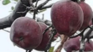 Apple cultivation,insect pest and disease of Apple