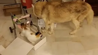 Husky gets bullied by disabled cat and sibling