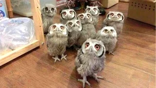 Owl - A Funny Owls And Cute Owls Compilation || NEW