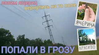 ПОПАЛИ в ГРОЗУ / Ловля ящериц