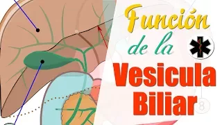 Cual es la FUNCION de la VESICULA [ Para que sirve la vesícula Biliar ] 👍👌 !!!