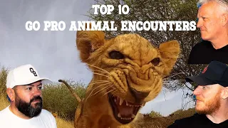 GoPro: Top 10 Animal Encounters REACTION!! | OFFICE BLOKES REACT!!