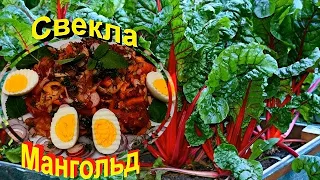 СВЕКЛА МАНГОЛЬД. Редкая гостья на столе,а зря.Польза и вред для здоровья. Салат из радужных овощей