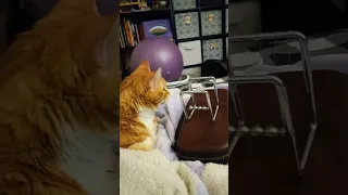 Kitty Miz Learns How to Work a Newton's Cradle