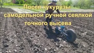 Посев кукурузы ручной сеялкой точного высева