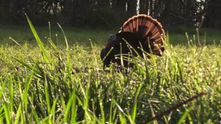 2017 Spring Turkey Hunt, Ogle Co. Illinois 3rd Season