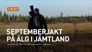 Septemberjakt på älg i Jämtland