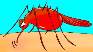 Dlaczego komary gryzą cię częściej niż innych