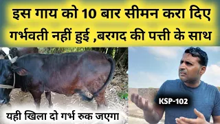 गाय भैंस को 10 बार semen करवा दिए गर्भवती नहीं हुई || gaay bhains garbhavati nahi ho rahi || KSP-102