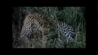 Leopards Mating "Shadow" and "Emsagwen"