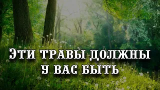 Эти травы обязательно должны у вас быть?