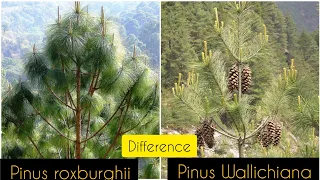 Difference Between Pinus roxburghii And Pinus wallichiana