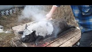 Забой вьетнамской свиньи