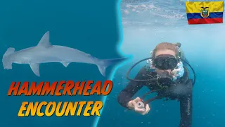 Diving with Hammerhead Sharks in the Galapagos !