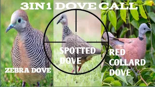 🔴 #Spotted Dove #Zebra Dove #Red Collard Dove Bird Call 3in1