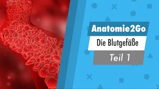 Die Straßen deines Körpers - die Blutgefäße (1/2) | Anatomie2Go