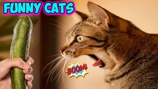 Лучшие Приколы с Котами / Funny Cats Fails Compilation   #1