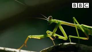 The Headless Mating Mantis 🤯 | The Mating Game - BBC