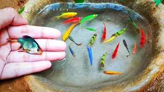 Menangkap Ikan Glofish, Ikan Mas Koki, Ikan Molly, Ikan Memphis, Ikan Lemon, Ikan lele, bebek