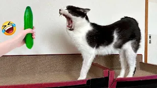 😹😻 So Funny! Funniest Cats and Dogs 😘🐕 Best Funny Animal Videos # 9