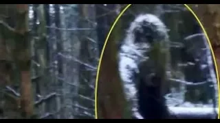 Is this a picture of the British Bigfoot or a Hoax? Bigfoot In Ireland