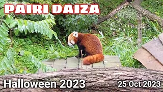 Pairi Daiza - Halloween 2023 - (25 Octobre 2023)