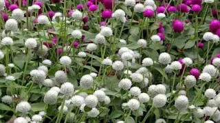 19 Best Gomphrena Flowers Varieties