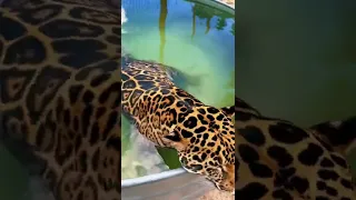 Jaguar Cooling Off! ADORABLE