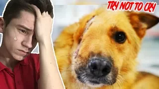 Собачка без лица | TRY NOT TO CRY CHALLENGE | ПОПРОБУЙ НЕ ЗАПЛАКАТЬ ЧЕЛЛЕНДЖ