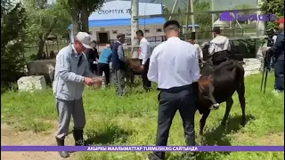 10 жылдыктар торпок таратышты