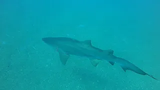 07/06/21   Sandtiger Shark on the Caribsea wreck