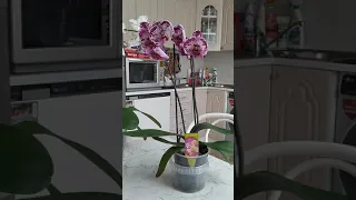 Принесли орхидею домой, как не загубить ее до посадки первые шаги после покупки!
