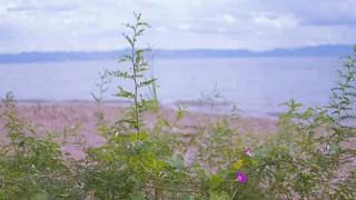 The sound of waves on the lake shore [relaxation, healing, meditation natural sound]