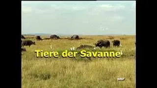 WBF - Tiere der Savanne (Trailer)