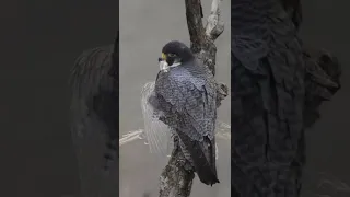 Photographing Peregrine Falcons