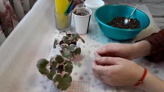 Камнеломка вариегатная. Где лучше растёт? Мой опыт🌱🤗