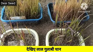 देखिए लाल गुलाबी धान#desiseed#bhindi #mansinghgurjar#khetikishani #khetibadi #kisan #viral #kpop