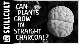 Can Plants Grow in Straight Charcoal?  Biochar Experiments